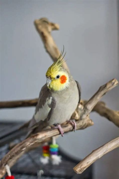 why do cockatiels hiss